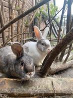 9 konijnen te koop verschillende rassen en geslacht, Dieren en Toebehoren, Konijnen, Klein, Vrouwelijk, 0 tot 2 jaar