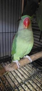 Grote Alexanderparkiet babys, Dieren en Toebehoren, Vogels | Parkieten en Papegaaien, Meerdere dieren, Parkiet