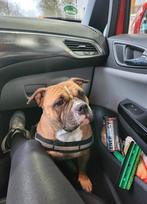 Lieve hond zoekt goud mandje, Dieren en Toebehoren, Rabiës (hondsdolheid), Teef, Bulldog, Eén hond