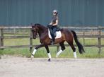 Stal vrij! Zadelmak maken, training en verkoop!, Dieren en Toebehoren, Stalling en Weidegang