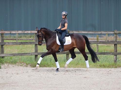 Stal vrij! Zadelmak maken, training en verkoop!, Dieren en Toebehoren, Stalling en Weidegang