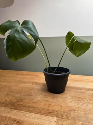 Monstera deliciosa jonge planten beschikbaar voor biedingen