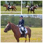 Mooie lieve D-pony, 1.48, merrie, 18 jaar, B, 11 jaar of ouder, Merrie, Minder dan 160 cm