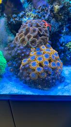 Alien Explosion Zoanthids, Dieren en Toebehoren, Vissen | Aquariumvissen, Overige typen, Zoutwatervis