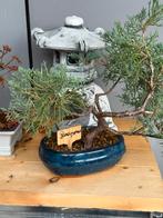 Bonsai juniperus, Ophalen, Halfschaduw, Overige soorten, Minder dan 100 cm