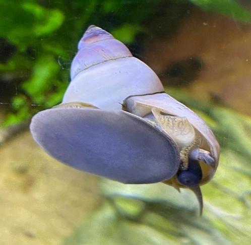 Maandaanbieding: 4 x White Wizard Snail - Witte Tovenaarslak, Dieren en Toebehoren, Vissen | Aquariumvissen, Zoetwatervis, Slak of Weekdier