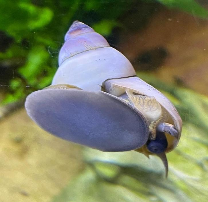 White Wizard Snail - Witte Tovenaarslak, Dieren en Toebehoren, Vissen | Aquariumvissen, Zoetwatervis, Slak of Weekdier