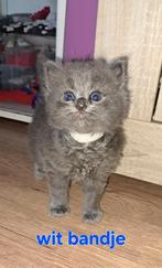 Ragdoll kittens uit geteste ouders, Dieren en Toebehoren, Katten en Kittens | Raskatten | Langhaar, Meerdere dieren, Gechipt, 0 tot 2 jaar
