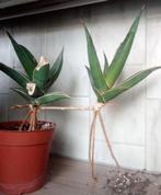 Sanseveria pinguicula, Huis en Inrichting, Ophalen, Halfschaduw, Minder dan 100 cm