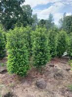 Portugese laurier haagplanten, Tuin en Terras, Planten | Struiken en Hagen, Ophalen of Verzenden, Laurier, 100 tot 250 cm