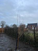 Witte wilg (Salix Alba) 8 stuks, Tuin en Terras, Planten | Bomen, Overige soorten, 250 tot 400 cm, Zomer, Ophalen