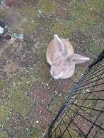 Vlaamse reus, Dieren en Toebehoren, Mannelijk, Groot