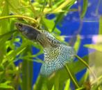 Guppies metal lace blue uit eigen kweek en selectie Xl, Dieren en Toebehoren