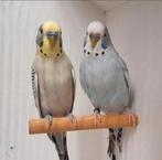 Broedrijp koppel Pallid Grasparkieten, Dieren en Toebehoren, Vogels | Parkieten en Papegaaien, Meerdere dieren, Parkiet