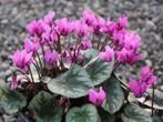 cyclamen purpurascens, Overige soorten, Vaste plant, Ophalen of Verzenden, Halfschaduw