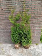 Coniferen thuja occ. Brabant haagplant, Ophalen of Verzenden, Bloeit niet, Overige soorten, Volle zon