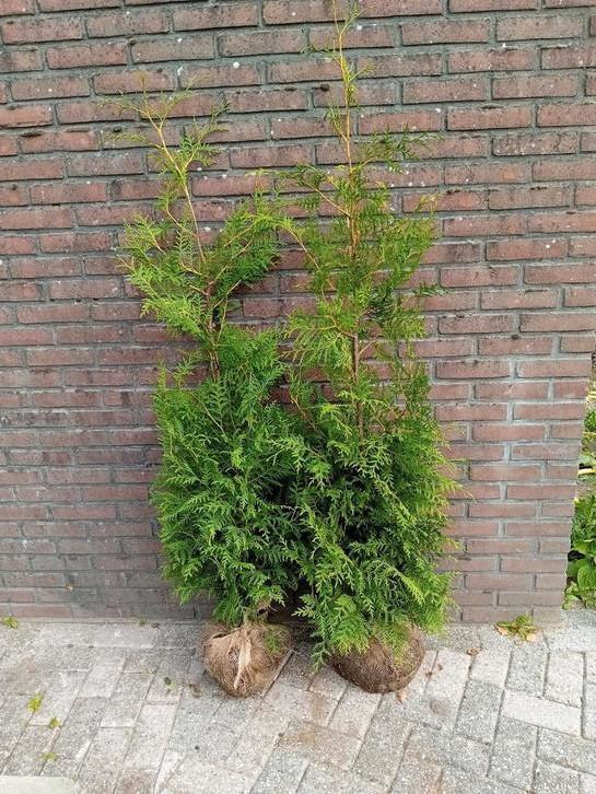 Coniferen thuja occ. Brabant haagplant, Tuin en Terras, Planten | Tuinplanten, Overige soorten, Volle zon, Bloeit niet, Ophalen of Verzenden