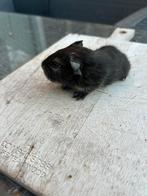 Choco zilvervos gladhaar zeugje cavia, Dieren en Toebehoren, December, Vrouwelijk, Cavia