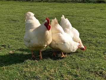 Broedeieren grote witte barnevelder beschikbaar voor biedingen