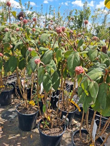 Hydrangea aspera macrophylla, fluweel hortensia struiken  beschikbaar voor biedingen