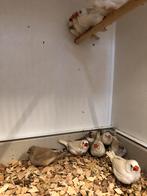 Zebravinken, Dieren en Toebehoren, Meerdere dieren