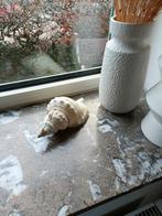 Vintage Giant horse conch schelp, Verzamelen, Mineralen en Fossielen, Ophalen of Verzenden, Schelp(en)