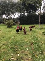 Welsumer groot hennen tegen de leg, Dieren en Toebehoren, Pluimvee, Vrouwelijk, Kip