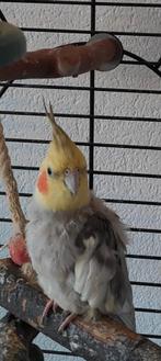 Valkparkiet inclusief kooi, Dieren en Toebehoren, Vogels | Parkieten en Papegaaien, Mannelijk, Parkiet