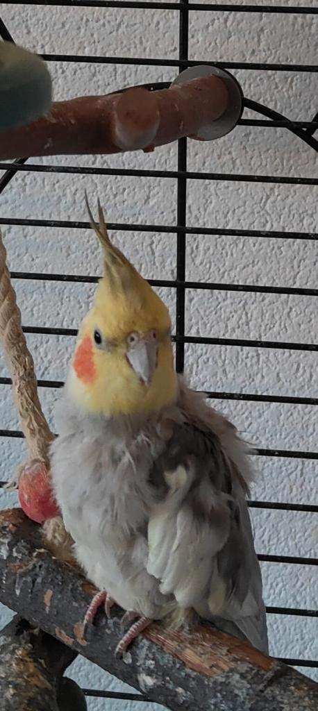 Valkparkiet.Deze vriend zoekt een liefdevol huisje, Dieren en Toebehoren, Vogels | Parkieten en Papegaaien, Parkiet, Mannelijk