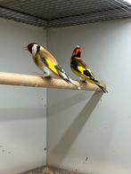 Majoor Putters, Meerdere dieren, Wildzangvogel, Geringd