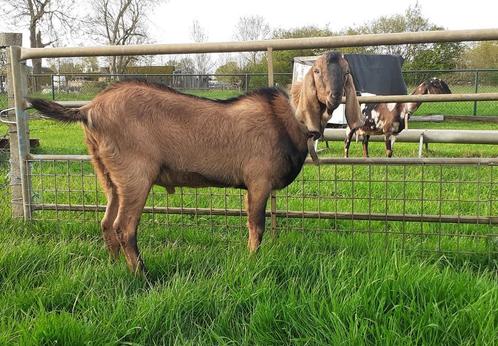 Te koop: nubische bok (stamboek), Dieren en Toebehoren, Schapen, Geiten en Varkens, Geit, Mannelijk