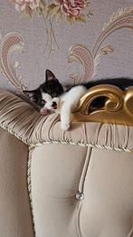 Tame kitje, Dieren en Toebehoren, Katten en Kittens | Overige Katten, Kater, Kortharig, 0 tot 2 jaar