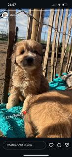 Aussidoodle pups, Parvo, België, Fokker | Hobbymatig, Overige rassen