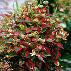 Vele soorten vaste planten in 2 liter pot, zie omschrijving, Tuin en Terras, Planten | Tuinplanten, Ophalen