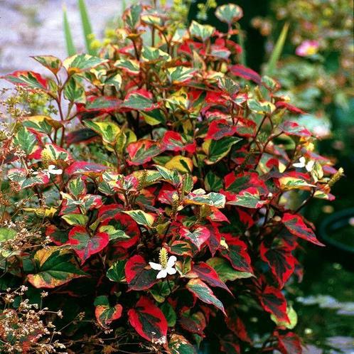 Vele soorten vaste planten in 2 liter pot, zie omschrijving, Tuin en Terras, Planten | Tuinplanten, Ophalen
