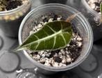 Alocasia Polly, Huis en Inrichting, Kamerplanten, Ophalen, Halfschaduw, Minder dan 100 cm, Groene kamerplant