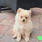 Dwergkees/kleinkees/pomeranian pups mogen naar nieuw huis, Dieren en Toebehoren, 8 tot 15 weken, Meerdere, Meerdere dieren, Nederland