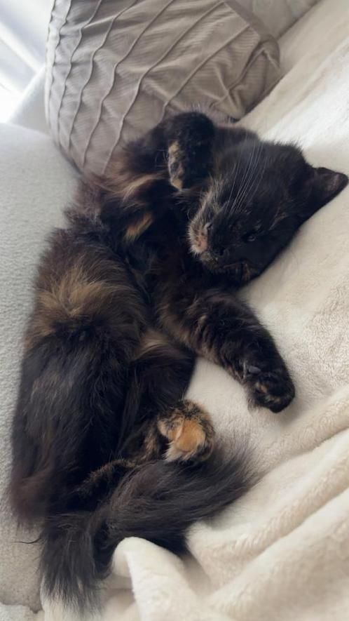 Super lieve schildpat poes, Dieren en Toebehoren, Katten en Kittens | Raskatten | Langhaar, Poes, Gechipt