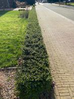 Wintergroene haag Chinese kamperfoelie (14 meter), Haag, Minder dan 100 cm, Ophalen, Liguster