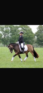 Superlieve bomproof  sportpony  welsch A, Dieren en Toebehoren, Pony's, Merrie, Gechipt, A pony (tot 1.17m), L