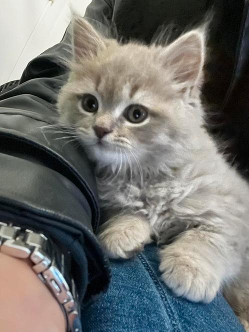 Half Britse Korthaar - Half  Ragdoll, Dieren en Toebehoren, Katten en Kittens | Raskatten | Langhaar, Poes