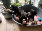 Cane corso puppy’s, Dieren en Toebehoren, Honden | Bulldogs, Pinschers en Molossers, Overige rassen, Teef, Meerdere, Nederland