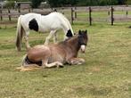 Stalhulp gevraagd voor zondag, Dieren en Toebehoren, Stalling en Weidegang, 4 paarden of pony's of meer
