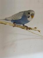 Grasparkiet man split dun fallow, Dieren en Toebehoren, Mannelijk, Parkiet