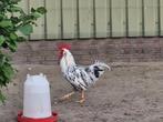 Bonte Leghorn haan te koop., Mannelijk, Kip