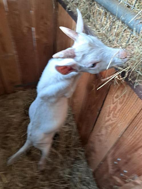 lief jong melkgeitenbokje te koop. 3, Dieren en Toebehoren, Schapen, Geiten en Varkens, Geit, Mannelijk, 0 tot 2 jaar