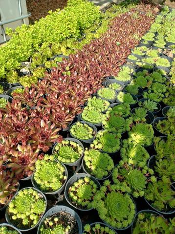 Vetplanten, rotsplanten. Sempervivum in soorten. beschikbaar voor biedingen