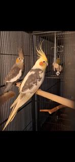 Mooie jonge tamme valkparkietjes verwacht, Dieren en Toebehoren, Vogels | Parkieten en Papegaaien, Meerdere dieren, Parkiet, Tam