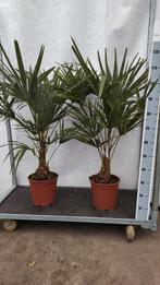 Trachycarpus fortunei 1,30 m hoog, Tuin en Terras, Ophalen, Overige soorten