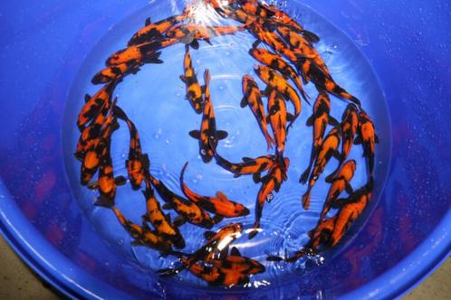 Hi Utsuri 17-20 cm van € 49,95 nu € 24,95, Dieren en Toebehoren, Vissen | Vijvervissen, Karper of Koi